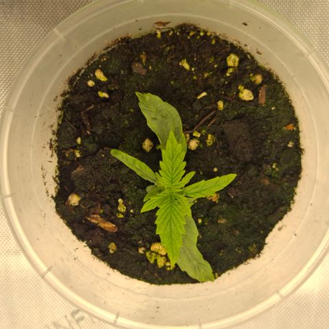 Epsilon growlog timeline photo