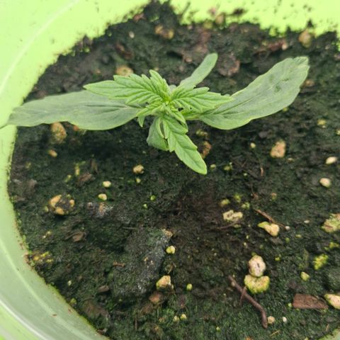 Epsilon growlog timeline photo