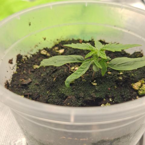 Epsilon growlog timeline photo