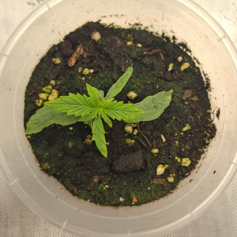 Epsilon growlog timeline photo