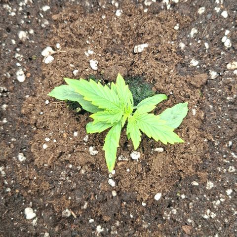 Epsilon growlog timeline photo