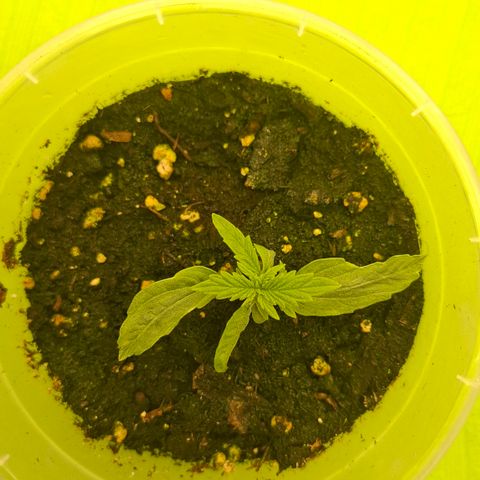 Epsilon growlog timeline photo