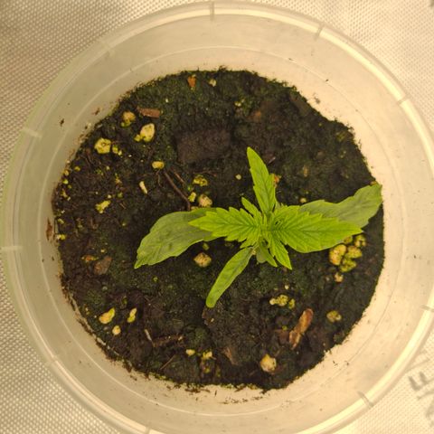 Epsilon growlog timeline photo