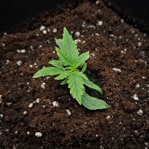 Epsilon growlog timeline photo
