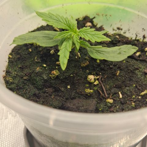 Epsilon growlog timeline photo