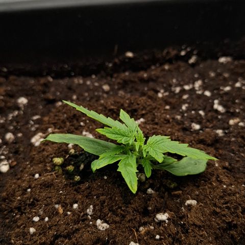 Epsilon growlog timeline photo