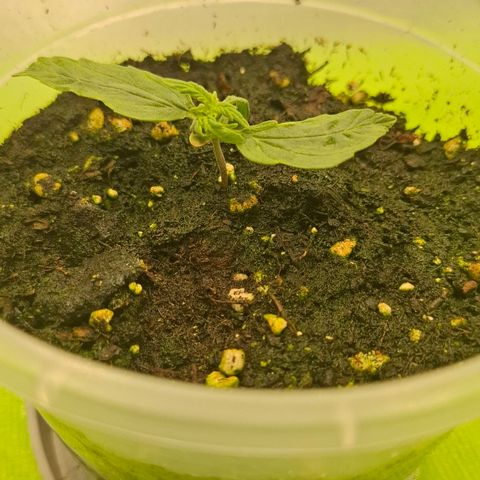 Epsilon growlog timeline photo