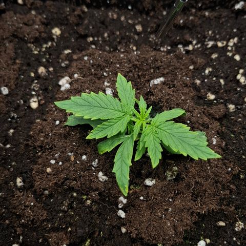 Epsilon growlog timeline photo