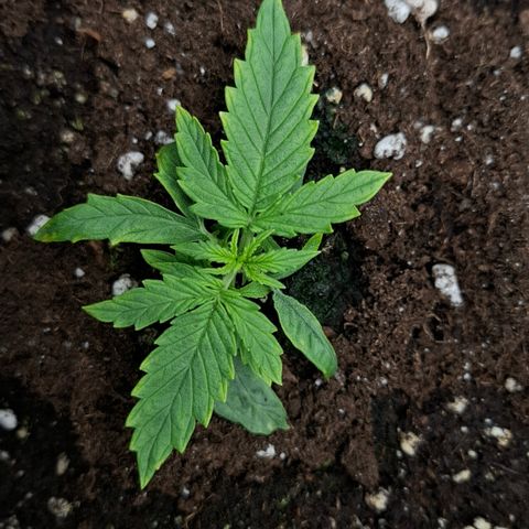 Epsilon growlog timeline photo