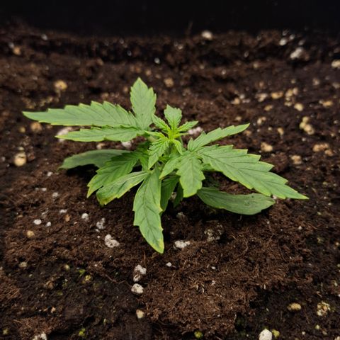 Epsilon growlog timeline photo