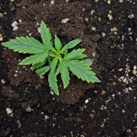 Epsilon growlog timeline photo