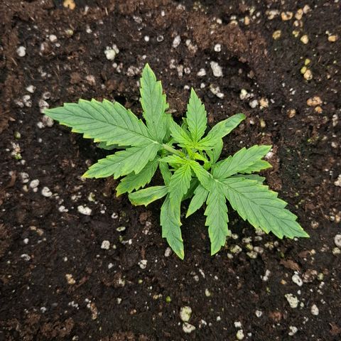 Epsilon growlog timeline photo