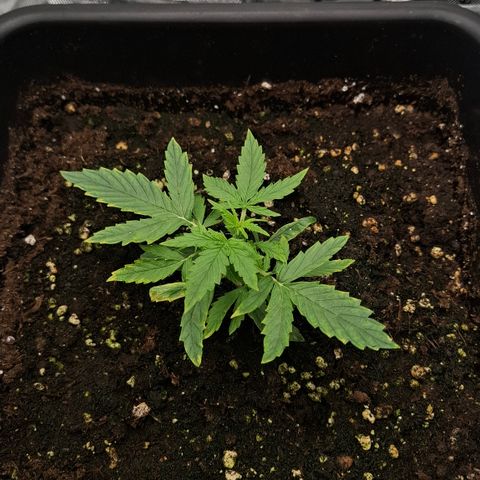 Epsilon growlog timeline photo