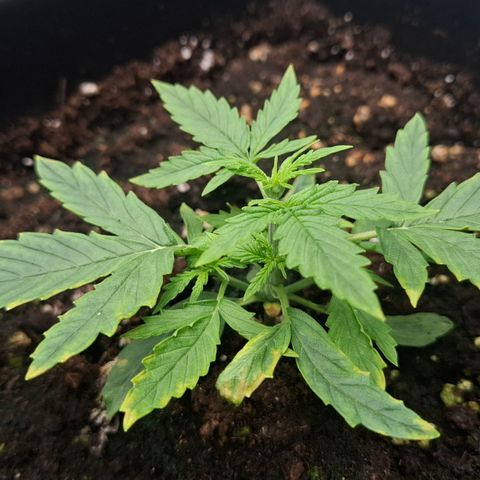 Epsilon growlog timeline photo