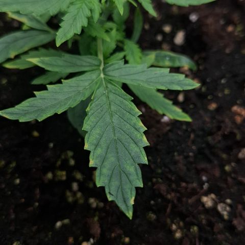 Epsilon growlog timeline photo