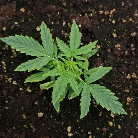 Epsilon growlog timeline photo