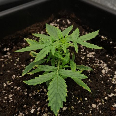 Epsilon growlog timeline photo