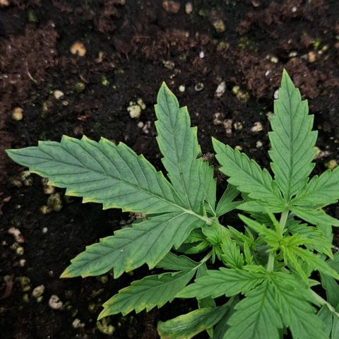Epsilon growlog timeline photo