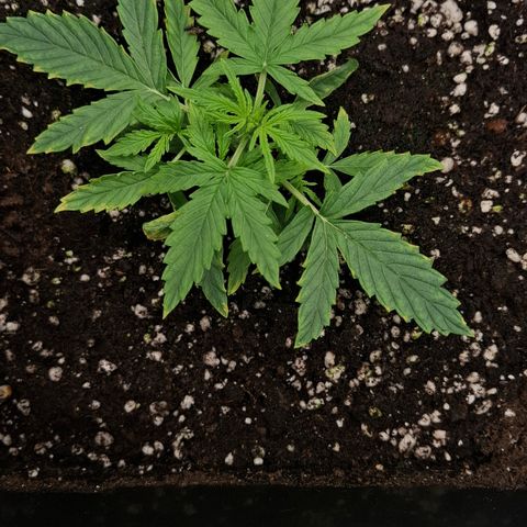 Epsilon growlog timeline photo