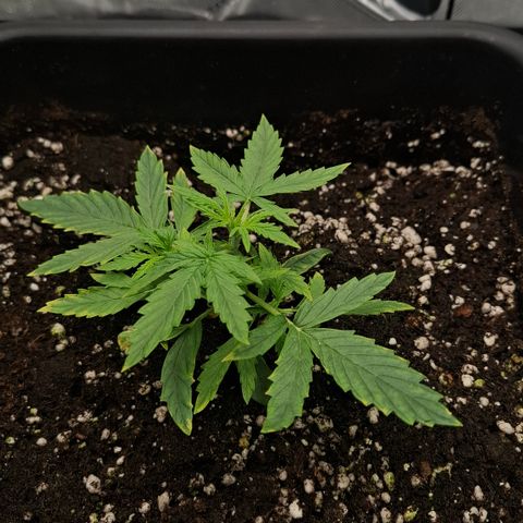 Epsilon growlog timeline photo