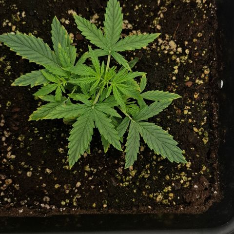 Epsilon growlog timeline photo