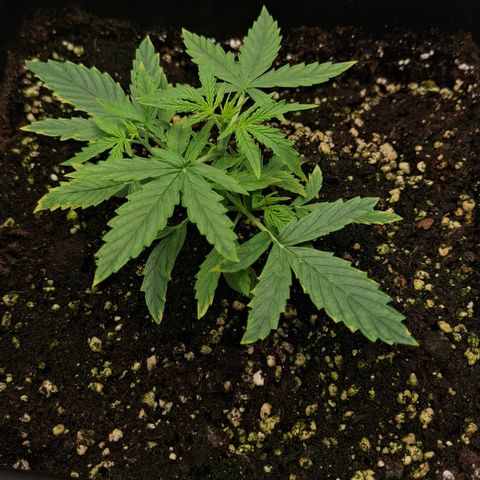 Epsilon growlog timeline photo