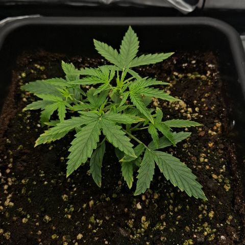 Epsilon growlog timeline photo