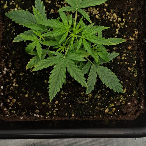 Epsilon growlog timeline photo