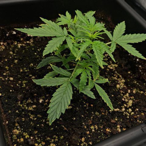 Epsilon growlog timeline photo
