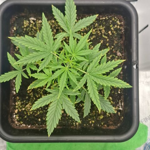 Epsilon growlog timeline photo