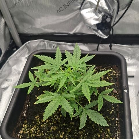 Epsilon growlog timeline photo