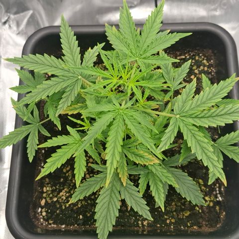 Epsilon growlog timeline photo