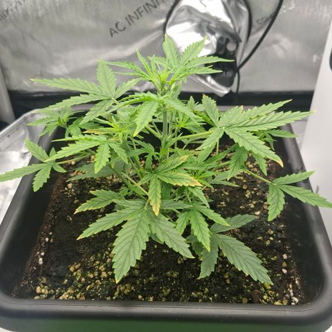 Epsilon growlog timeline photo