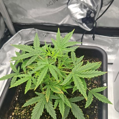Epsilon growlog timeline photo