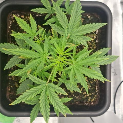 Epsilon growlog timeline photo