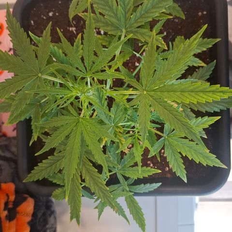 Epsilon growlog timeline photo