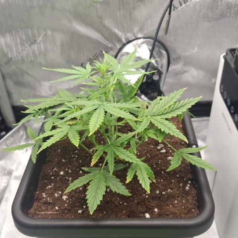 Epsilon growlog timeline photo