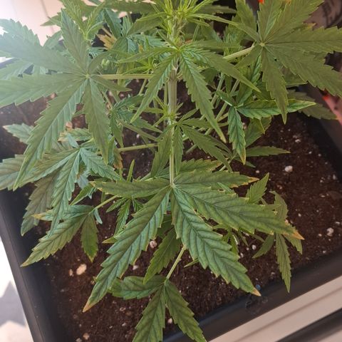 Epsilon growlog timeline photo