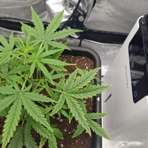 Epsilon growlog timeline photo