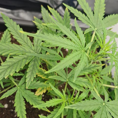 Epsilon growlog timeline photo