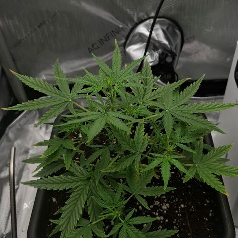 Epsilon growlog timeline photo