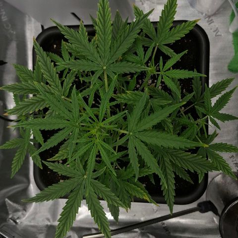 Epsilon growlog timeline photo