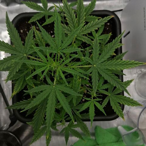 Epsilon growlog timeline photo