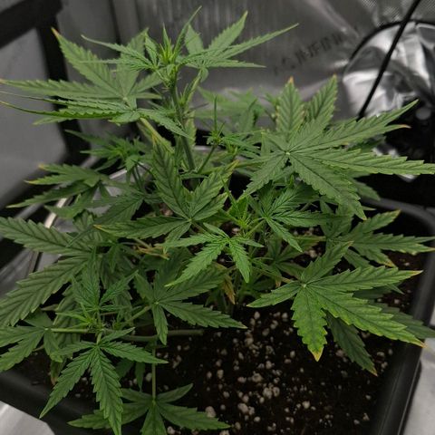 Epsilon growlog timeline photo