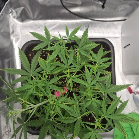 Epsilon growlog timeline photo