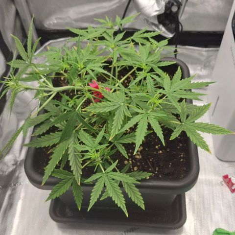 Epsilon growlog timeline photo