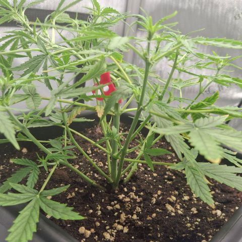 Epsilon growlog timeline photo