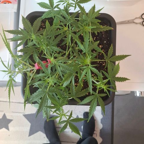 Epsilon growlog timeline photo