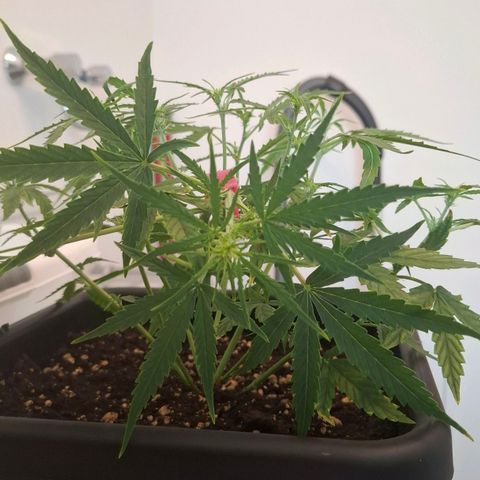 Epsilon growlog timeline photo