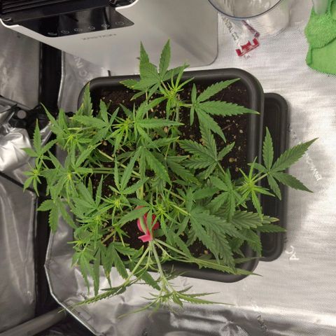 Epsilon growlog timeline photo